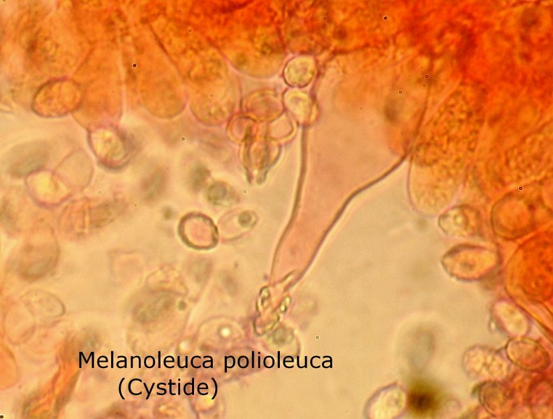 Melanoleuca polioleuca-amf80-(cystide).jpg - Melanoleuca polioleuca ; Syn1: Tricholoma melaleucum var.polioleucum ; Syn2: Tricholoma polioleucum ; Non français: Tricholome à chair brune 
